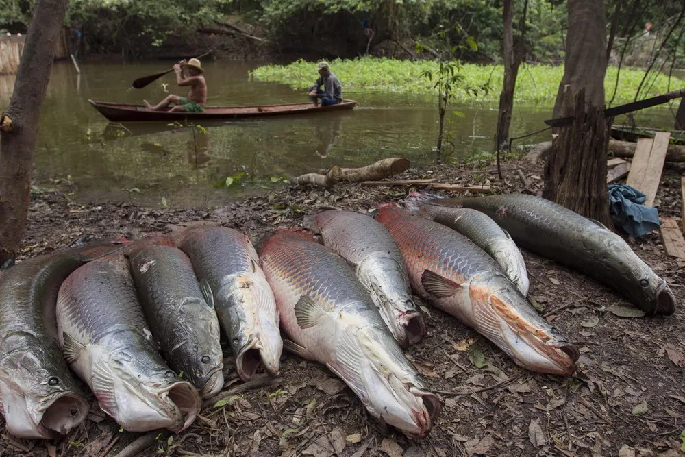 Fishing for Brazil's Fossils