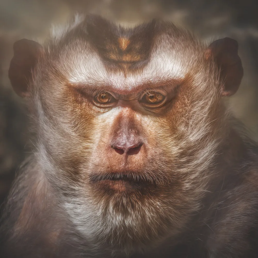 Portraits of Apes