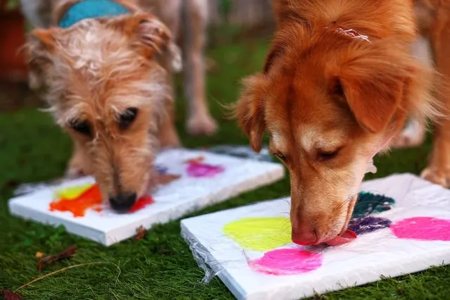 Former rescue dogs Alba and Rosie take part in an exercise to creat a painting at the Bristol Animal Rescue Centre in Bristol, western England, on November 23, 2023. In their studio in Bristol, western England, rescue dogs Rosie and Alba are hard at work on their canvasses, redefining the essence of abstract art – one tail swish at a time. To the untrained eye, their work at Bristol Animal Rescue Centre (ARC) could be seen as boisterous, childish at times and even just plain old messy. (Photo by Henry Nicholls/AFP Photo)