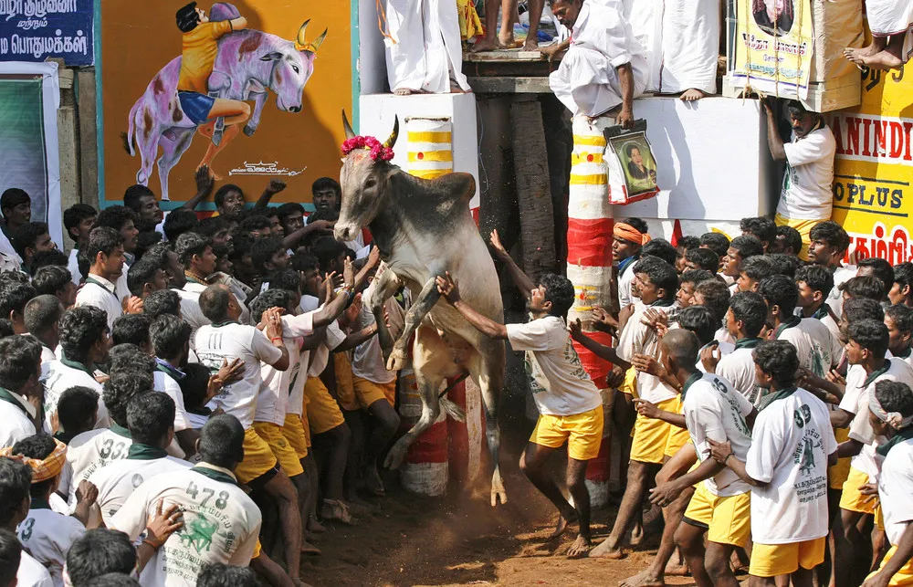 Jallikattu – the Bull-taming Sport