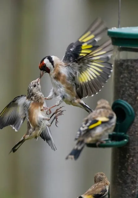 Goldfinches fighting over food in a garden in Strensham, Worcestershire, United Kingdom on Wednesday, September 1, 2021. (Photo by David Davies/PA Images via Getty Images)