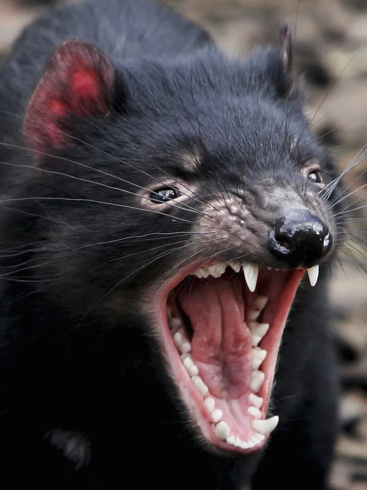 [Oldies] Tasmanian Devil