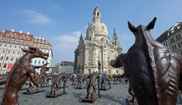 Sculptures by artist Rainer Opolka stand in front of the Church of Our Lady (Frauenkirche) in Dresden, eastern Germany, Friday, March 18, 2016. The 66 life-sized metal wolf sculptures are part of the exhibition “The wolves are back”, which is to focus on the hazards of xenophobia, hate and right-wing extremism. (Photo by Jens Meyer/AP Photo)
