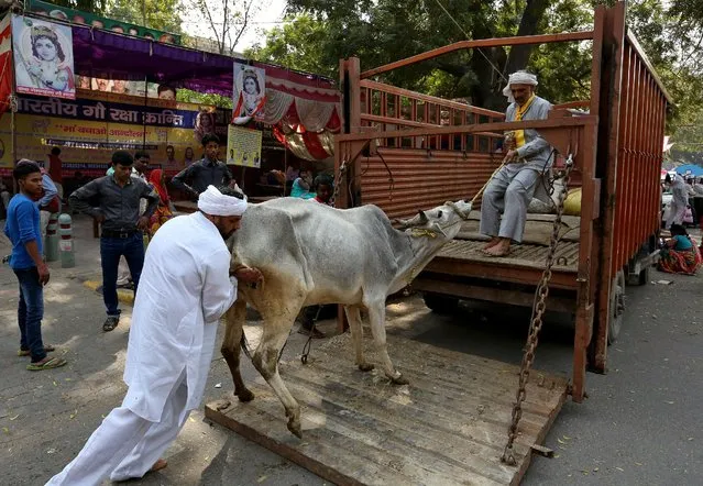 Men load a cow onto a truck in the Jantar Mantar area of New Delhi, India, March 10, 2016. (Photo by Cathal McNaughton/Reuters)