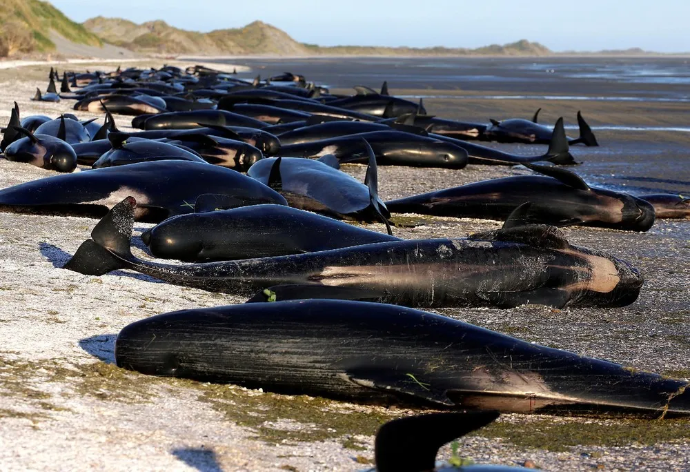 New Zealand Rescuers Refloat 100 Stranded Whales