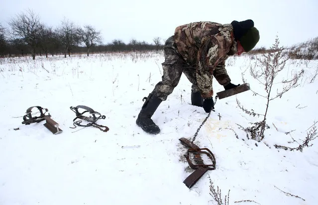 Vladimir Krivenchik, a hunter, installs traps in a field to catch a wolf near the village of Khrapkovo, Belarus February 1, 2017. (Photo by Vasily Fedosenko/Reuters)