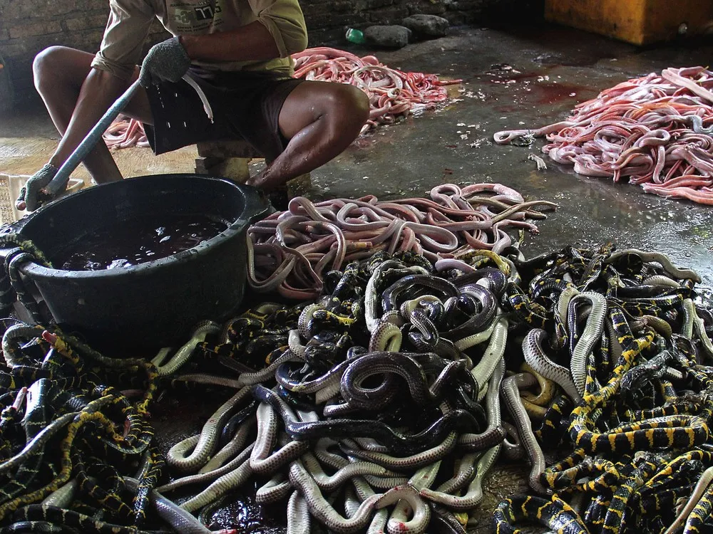 Inside Indonesia's Snake Slaughter House