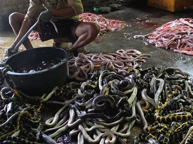A worker cleans the captured snake skins in the village of Kertasura, Cirebon. (Photo by Nurcholis Anhari Lubis/Getty Images)