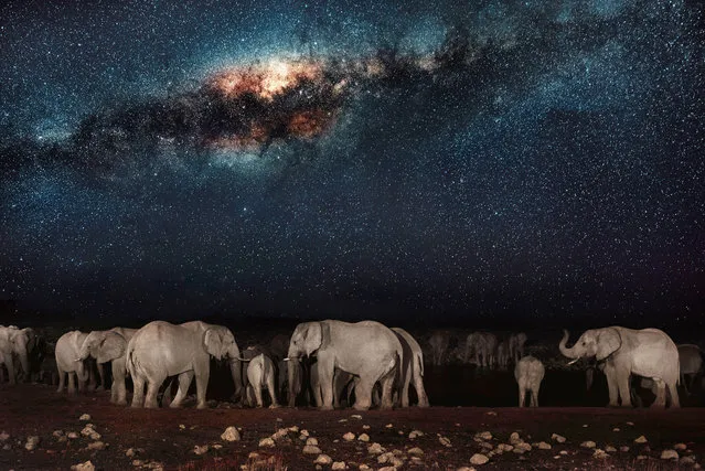 This watering hole is the social hub of the veldt; the scrubby grasslands that stretch across Namibia. The scorched earth supports sometimes fragile populations of magnificent wildlife – from endangered predators to plentiful herds of game. But these gentle giraffes and elephants need to be careful: lions don’t sleep at night, they hunt! The spectacular starscape above southern Africa is unchanged since explorers first mapped the continent. The photographer, Pietro Olivetta from Italy, said he had to be patient to capture these shots – but it was worth the wait. (Photo by Pietro Olivetta/Caters News)