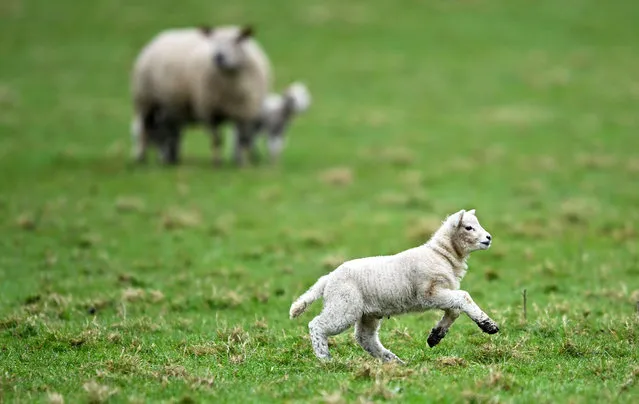 Newborn Lambs are seen roaming the fields at Somerset Sheep Trekking on March 07, 2024 in Pitminster, United Kingdom. (Photo by Harry Trump/Getty Images)