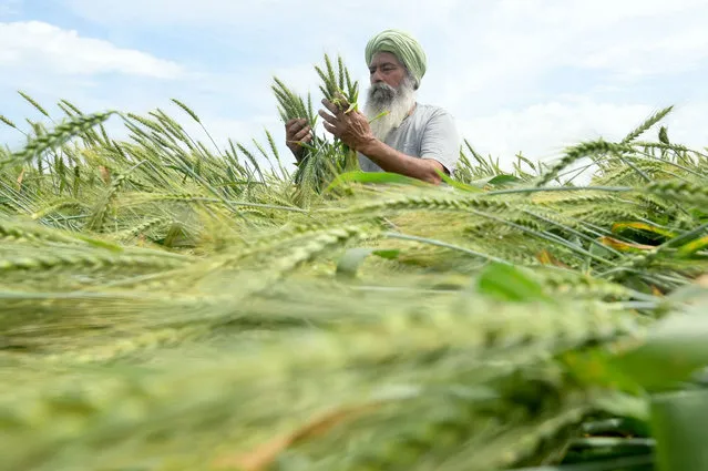A farmer looks at flattened wheat crops following heavy rain and strong wind, at a field on the outskirts of Amritsar on March 30, 2024. (Photo by Narinder Nanu/AFP Photo)