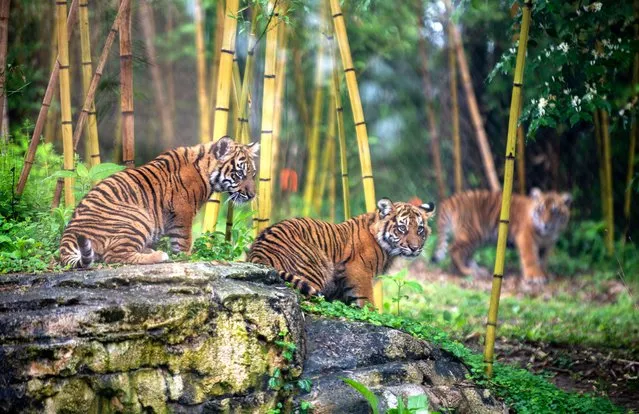 Sumatran tiger cubs explore the tiger exhibit at the Nashville Zoo in Nashville, Tenn. as a test run before the public debut on April 10, 2024. (Photo by Stephanie Amador/The Tennessean via USA TODAY Network)