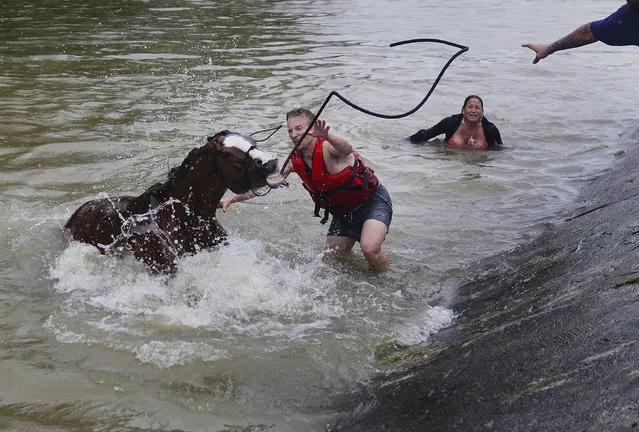Justin Nelzen, in red vest, joins other local residents as they work to rescue up to 70 horses along Cypresswood Drive near Humble along Cypress Creek, Monday, April 18, 2016, in Houston, after a Houston-area stable was inundated by floodwaters. More than a foot of rain fell Monday in parts of Houston, submerging scores of subdivisions and several major interstate highways, forcing the closure of schools and knocking out power to thousands of residents who were urged to shelter in place. (Photo by Mark Mulligan/Houston Chronicle via AP Photo)