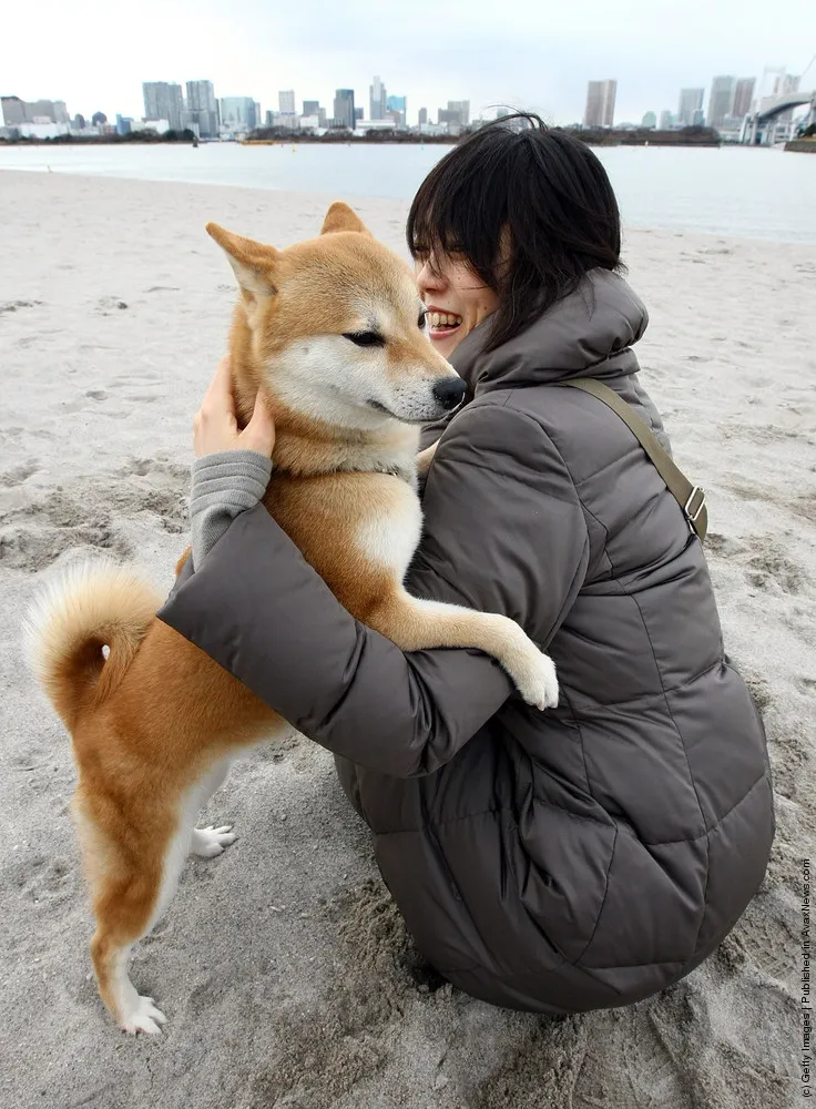 Rent-A-Dog In Japan