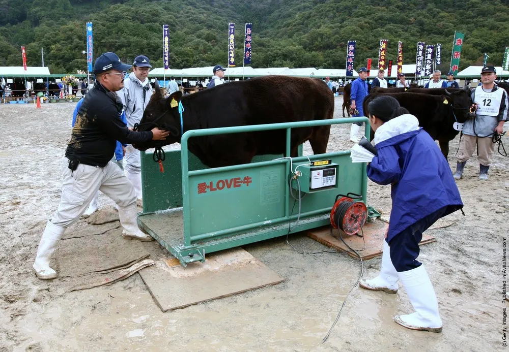 Auction Takes Place To Decide The Most Expensive Beef In Hyogo