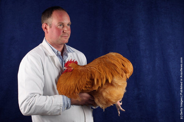 Richard Bett, from Lincolnshire, holds his 8 month old Buff Orpington Cock