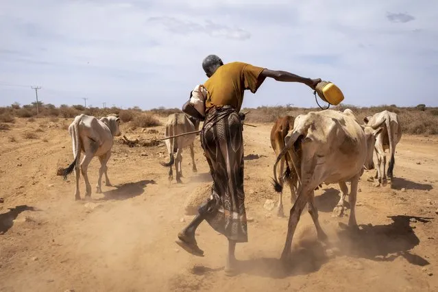 Hussen Ahmed, 70, who says he lost 7 cows and hopes his remaining 16 will survive, herds his animals after taking them from a distance to a pond at Beda'as Kebele, Danan woreda in the Shabelle zone of the Somali region of Ethiopia Tuesday, January 18, 2022. (Photo by Mulugeta Ayene/UNICEF via AP Photo)