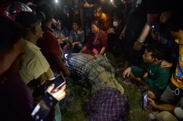 People gather around a crocodile that just had a tire from its neck, in Palu, Central Sulawesi, on February 7, 2022. The wild crocodile with the used motorcycle tire stuck around its neck for six years has finally been freed by an Indonesian bird catcher in a tireless effort that wildlife conservation officials hailed as a milestone. (Photo by Mohammad Taufan/AP Photo)