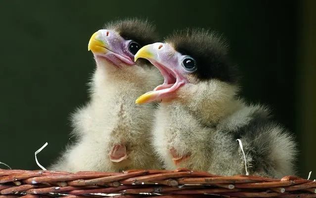 Two caracara chicks beg for food as they sit in a basket at the Walsrode birds park in Walsrode, northwestern Germany, on May 7, 2014. In the wild, the birds of pray from the Falconidae family occur in an area ranging from southern North America to Tierra del Fuego. (Photo by Holger Hollemann/AFP Photo/DPA)