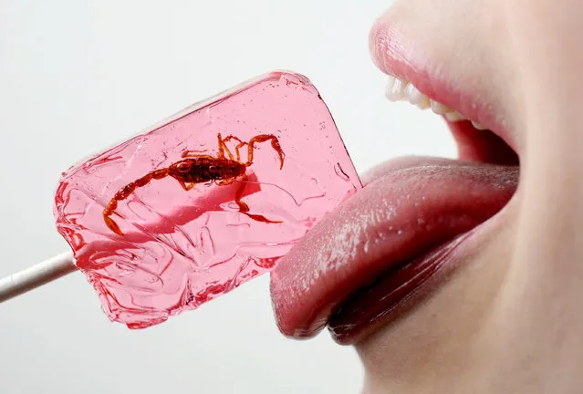 In this photo illustration a young girl licks a lollipop in which a scorpion is suspended on May 7, 2014 in Berlin, Germany. An increasing numbers of advocates worldwide are promoting insects as a viable source of food for humans, citing the high protein value, abundance and low cost. (Photo Illustration by Sean Gallup/Getty Images)