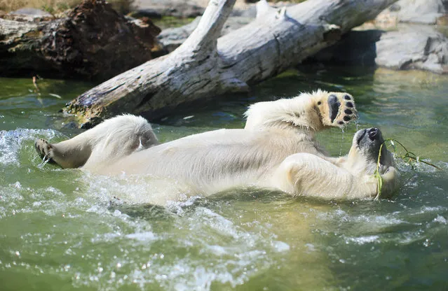 A polar bear enjoys a cool bath at the Schoenbrunn Zoo in Vienna, Austria, July 17, 2015. (Photo by Georg Hochmuth/EPA)