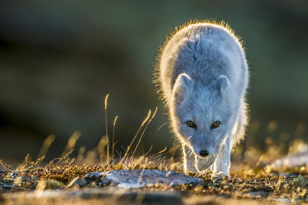 Simply Some Photos: Arctic Fox