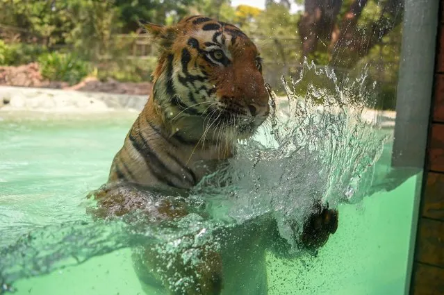 Shakti, a Bengal Tiger swims in a pool on a hot afternoon at the Veermata Jijabai Bhosale Udyan and Zoo in Mumbai on April 12, 2022. (Photo by Punit Paranjpe/AFP Photo)