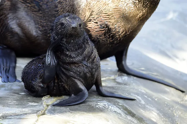 “Hilla”, a 6-week old female baby Northern Fur Seal or Callorhinus ursinus is seen in Hannover's Zoo Yukon Bay on July 23, 2015 in Hanover, Germany. Two baby Callorhinus ursinus' were born at the end of May and early June 2015. (Photo by Alexander Koerner/Getty Images)