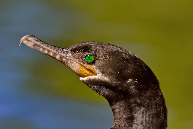 An adult cormorant with beautiful green eyes in Reid Park in Tucson, Arizona, US. (Photo by Florence McGinn/Alamy Stock Photo)