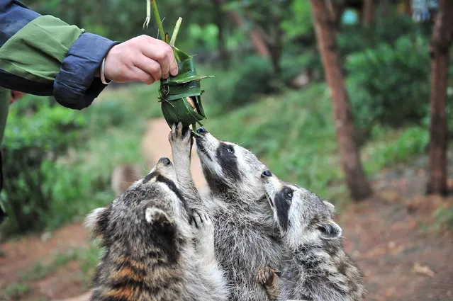 Raccoons reach for food wrapped in the shape of a “zongzi”, or rice dumpling, offered by a zookeeper ahead of the Dragon Boat festival, at a zoo in Kunming, Yunnan province, China May 25, 2017. (Photo by Reuters/Stringer)