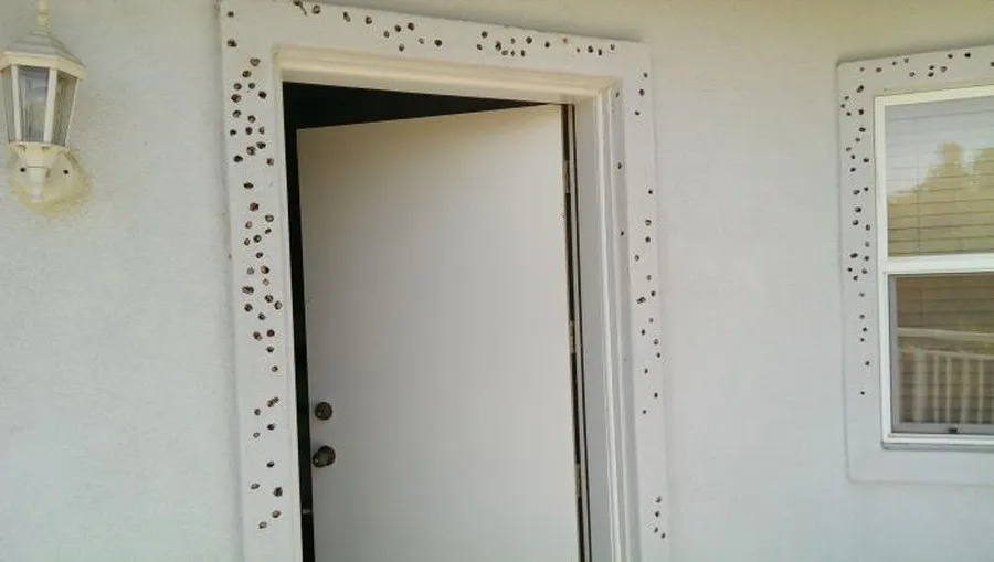 House after the Attack of Woodpeckers