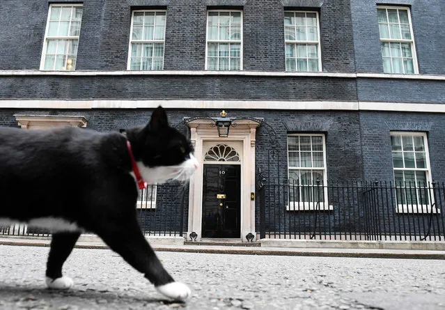Palmerston, the Foreign & Commonwealth Office (FCO) cat stalks past 10 Downing Street in front of the waiting media in central London on June 9, 2017 after results in a snap general election show a hung parliament with Labour gains and the loss of the Conservative majority. British Prime Minister Theresa May faced pressure to resign on Friday after losing her parliamentary majority, plunging the country into uncertainty as Brexit talks loom. The pound fell sharply amid fears the Conservative leader will be unable to form a government and could even be forced out of office after a troubled campaign overshadowed by two terror attacks. (Photo by Justin Tallis/AFP Photo)