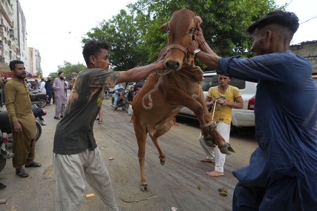 People struggle to control a bull prepared for slaughtering on the occasion of the Eid al-Adha holiday, in Karachi, Pakistan, Monday, June 17, 2024. (Photo by Fareed Khan/AP Photo)