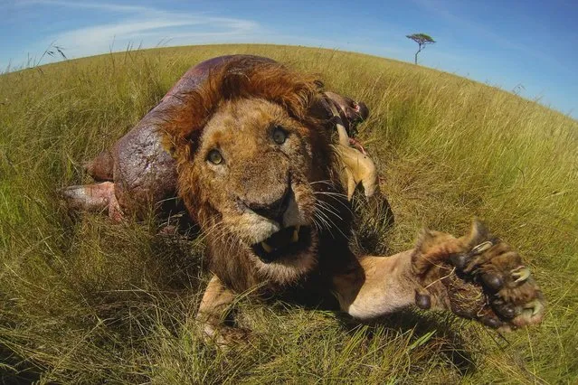 A lion swipes violently at the camera in Maasai Mara, Kenya. (Photo by Robyn Preston/Barcroft Media)