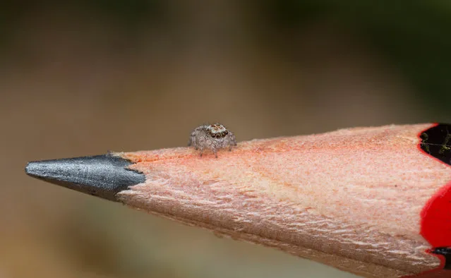 A juvenile specimen of the recently-discovered Australian Peacock spider, Maratus Albus, sits on the nib of a pencil in this undated picture taken in Western Australia's Nuytsland Nature Reserve. (Photo by Jurgen Otto/Reuters)