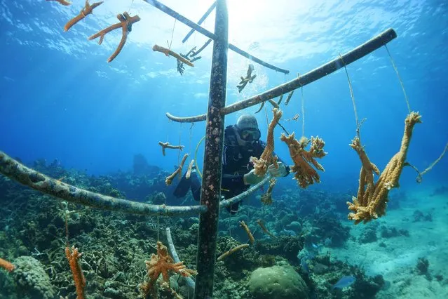 Professional diver and coral reef conservationist Luis Muino cleans the coral nursery from algae in Playa Coral beach, Cuba on April 29, 2022. (Photo by Alexandre Meneghini/Reuters)