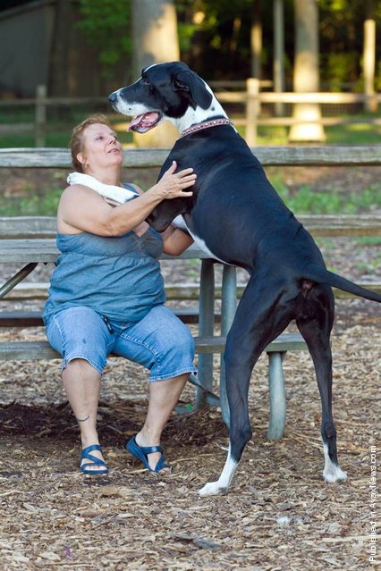 “Nova”, an Illinois Great Dane, reaches the record height of 2 feet, 11.51 inches tall when standing, and weighs in at 160 pounds. She is seen here with her owner, Ann Suplee