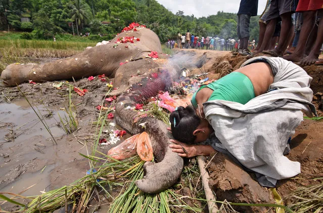 A woman prays as she touches the carcass of a male elephant after he, according to forest officials, was electrocuted early morning in a paddy field on the outskirts of Guwahati, India, June 20, 2017. (Photo by Anuwar Hazarika/Reuters)