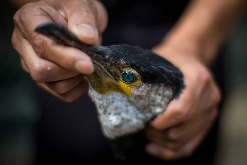 Bird Fishermen of Japan