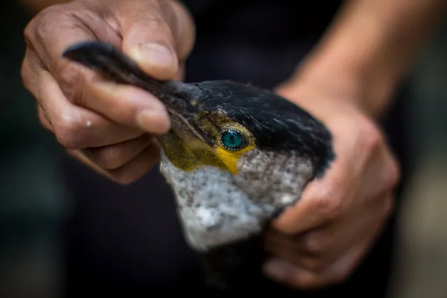 Cormorant master, Mr. Masahiko Sugiyama checks the condition of one of his sea cormorants prior to the start of the nights “Ukai” on July 2, 2014 in Gifu, Japan. In this traditional fishing art “ukai”, a cormorant master called “usho” manages cormorants to capture ayu or sweetfish. The ushos of River Nagara have been the official staff of the Imperial Household Agency of Japan since 1890. Currently six imperial fishermen of Nagara River conduct special fishing to contribute to the Imperial family eight times a year, on top of daily fishing from mid-May to mid-October. (Photo by Chris McGrath/Getty Images)