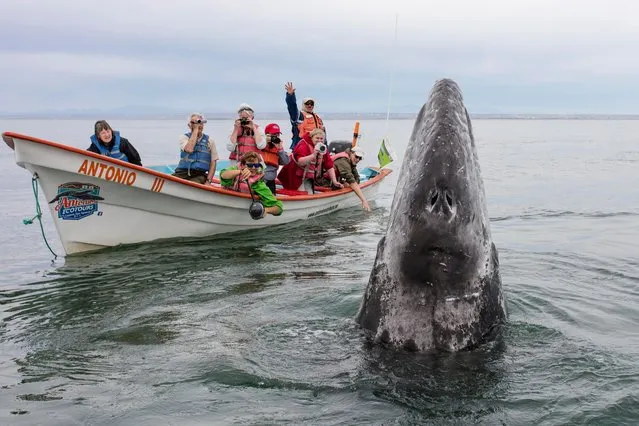 A grey whale splashes about in the water next to a boat filled with tourists in, Baja California, Mexico, March 2017. (Photo by  Mark Carwardine/Barcroft Images)