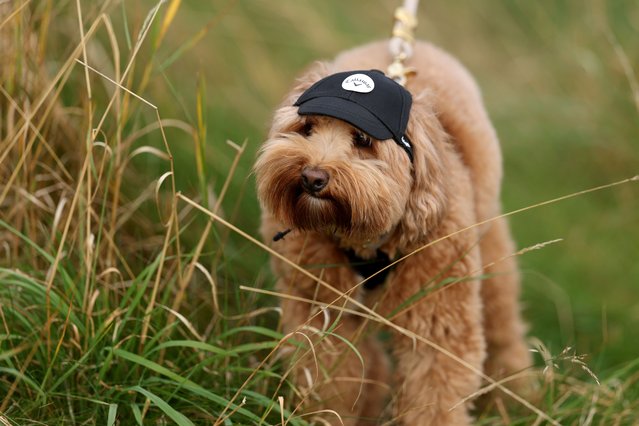 A dog wearing a Callaway cap looks across the course during day two of the Alfred Dunhill Links Championship 2024 at Carnoustie Golf Links on October 04, 2024 in Carnoustie, Scotland. (Photo by Richard Heathcote/Getty Images)