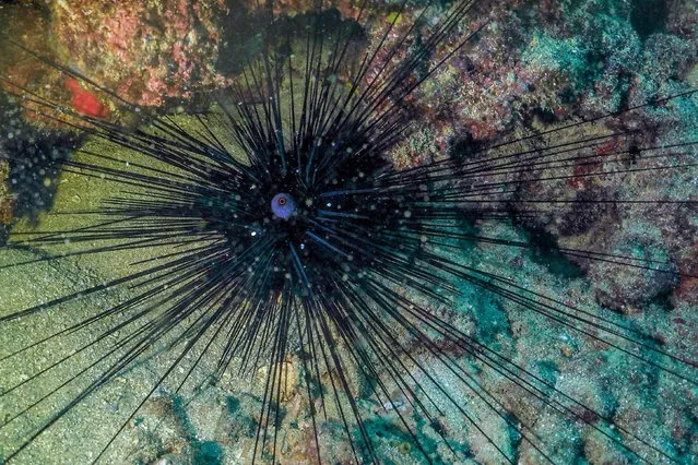 This picture taken on August 11, 2021 shows a view of a Diadema setosum long-spined sea urchin, typically native to Indo-Pacific waters and currently invading the eastern Mediteranean sea, some 17 meters underwater off the shore of Lebanon's northern coastal city of Qalamun. (Photo by Ibrahim Chalhoub/AFP Photo)