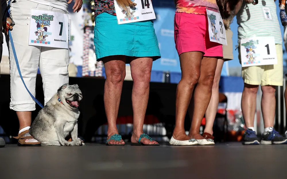 World’s Ugliest Dog Contest 2016