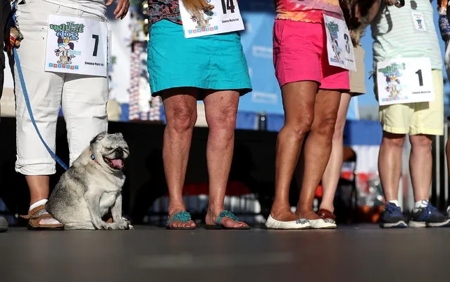 A dog named Grovie from Santa Rosa, California, looks on during judging at the 2016 World's Ugliest Dog contest at the Sonoma-Marin Fair on June 24, 2016 in Petaluma, California. Sweepee Rambo, a blind Chinese Crested dog, won the annual World's Ugliest Dog contest. (Photo by Justin Sullivan/Getty Images)