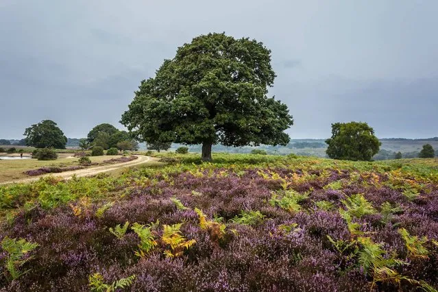 New Forest. Twist and turn through vibrant gorse, imposing woodland and bubbling streams, and stroll through the forest’s 143 miles of trails which wind their way through 193,000 acres of unspoilt heath and ancient woodland. (Photo by Mark Simpson)