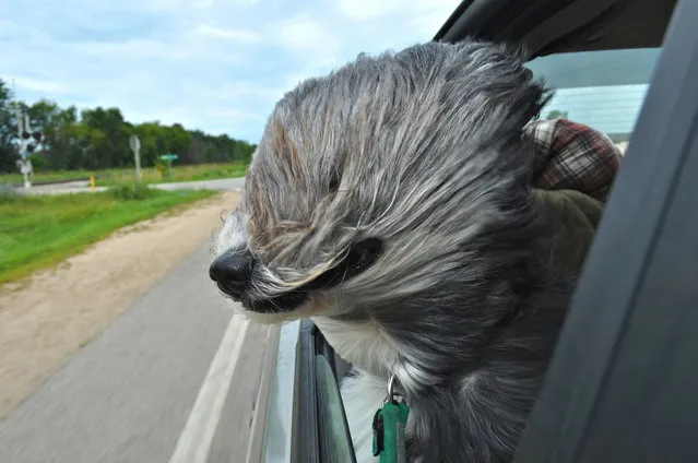 Erika Hetzel caught her dog enjoying the wind in “Windblown” in Wisconsin, United States, Date Unknown. (Photo by Erika Hetzel/Barcroft Images/Comedy Pet Photography Awards)