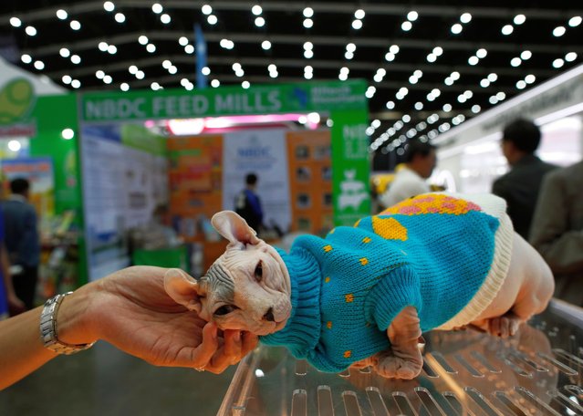 A breeder pets a Sphynx cat at Farm Expo 2024 in Bangkok, Thailand, 03 October 2024. The Farm Expo 2024 held on 03 and 06 October, and its a major agricultural showcasing of farming technologies, innovative crops, tools, and livestock development aimed to ensure food security as well as promote smart resource management. (Photo by Rungroj Yongrit/EPA/EFE)