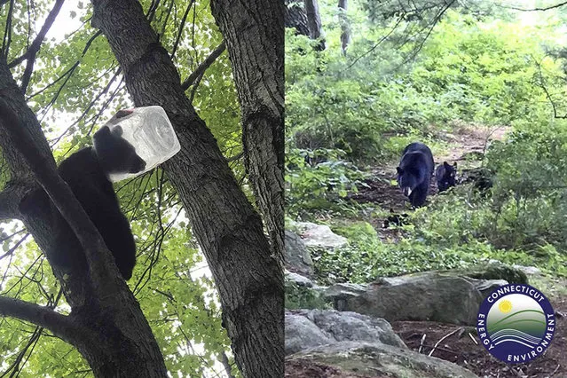 This photo combination, provided by the Connecticut Department of Energy and Environmental Protection - Wildlife Division, shows a bear cub with a plastic container stuck on its head, in Harwinton, Conn., Thursday, June 23, 2022. After waiting for the cub to come down from the tree, it was successfully tranquilized, and the container removed. Once freed, the cub and its mother were reunited, state wildlife officials said. (Photo by Connecticut Department of Energy and Environmental Protection – Wildlife Division via AP Photo)