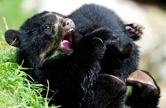Two spectacled bear cubs play at the zoo in Frankfurt am Main, Germany, on July 28, 2014. (Photo by Boris Roessler/AFP Photo)